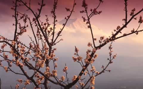 Windows 7 regional Wallpaper pack Japan