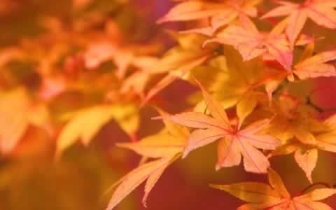 Windows 7 regional Wallpaper pack Japan