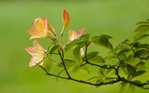 Windows 7 Build 7000 Wallpaper