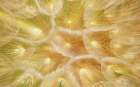 Windows 7 Build 7000 Wallpaper Page 3, Wallpapers Windows 7