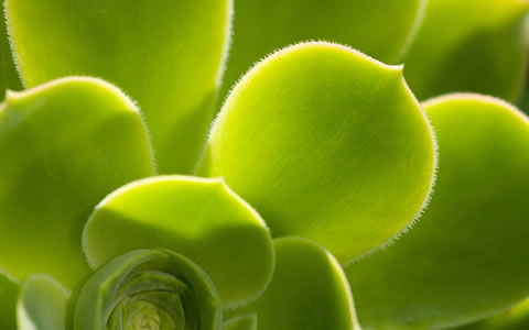 Windows RC1 7 Wallpaper, Wallpapers Windows 7