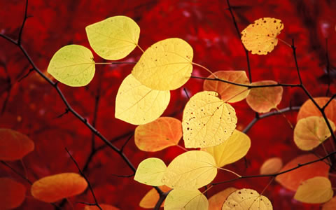 Windows RC1 7 Wallpaper Page 2, Wallpapers Windows 7 